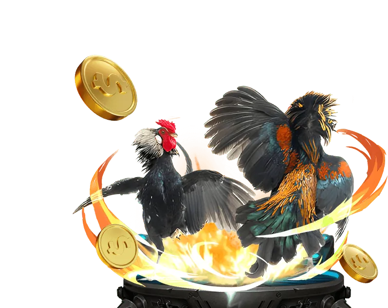 Đá gà cựa dao quyết liệt